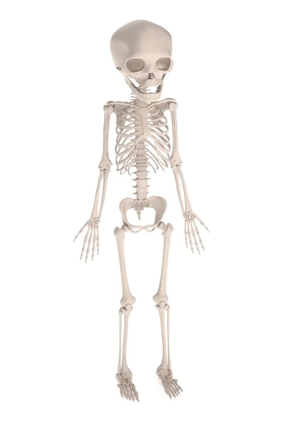 Fetus iskeletin gerçekçi 3d render — Stok fotoğraf