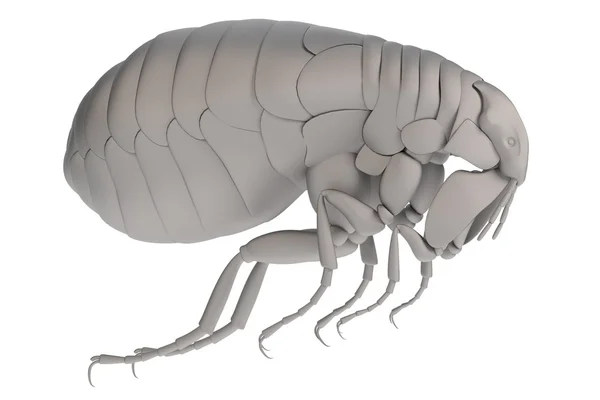 Realistic 3d render of flea — Stock Photo, Image