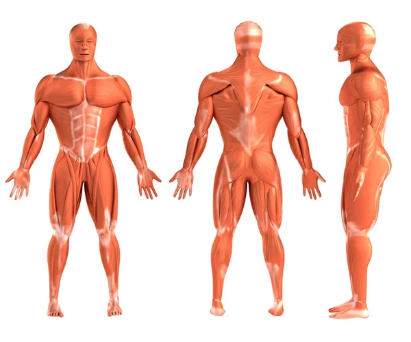 Realistické 3d vykreslení svalů — Stock fotografie