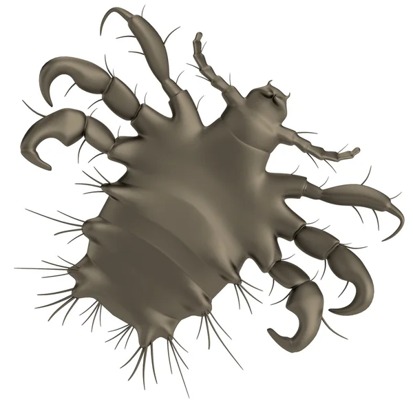 Реалістичні 3d візуалізації лобок pthirus — 스톡 사진