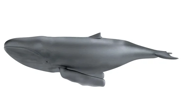 Realistic 3d render of whale — Stock Photo, Image