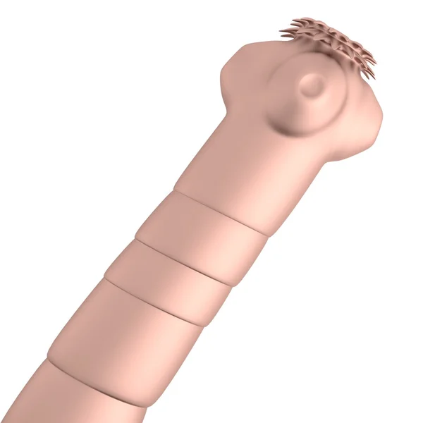 Realistic 3d render of tapeworm — Stock Photo, Image