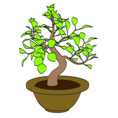 bonsai ağacı çizgi film resim