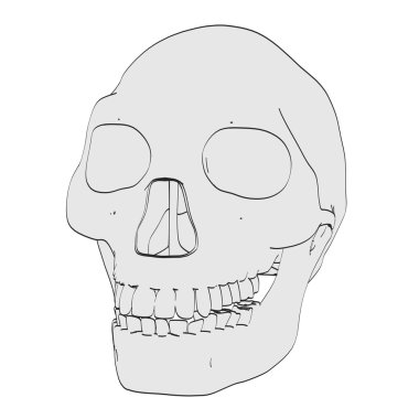 homo erectus kafatası çizgi film resim