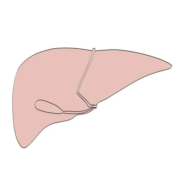 Cartoon image of human liver — Stock Photo, Image