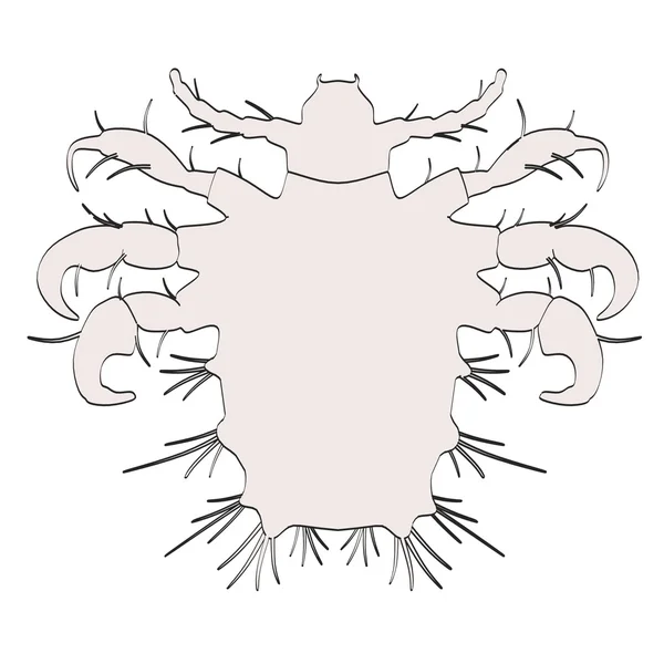 Карикатура на pthirus pubis — стоковое фото