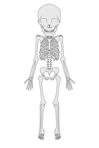 Cartoon afbeelding van 2 jaar oude skelet — Stockfoto