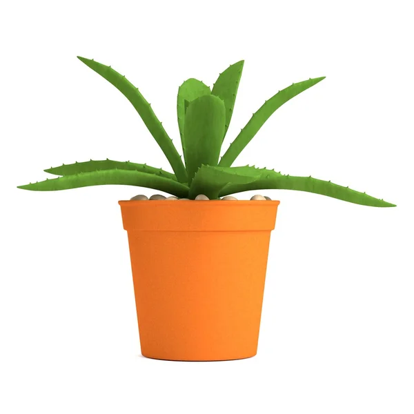 Realistico 3d rendering di succulente — Foto Stock