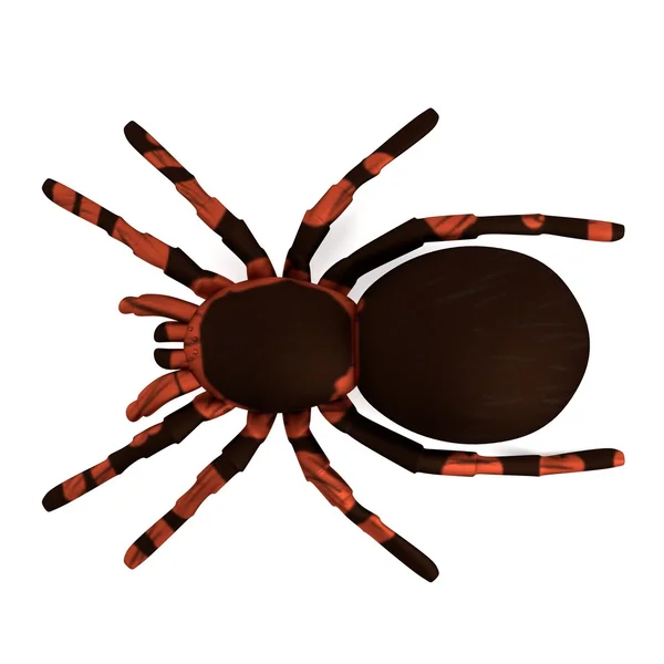 Realistisk 3d render av tarantula — Stockfoto