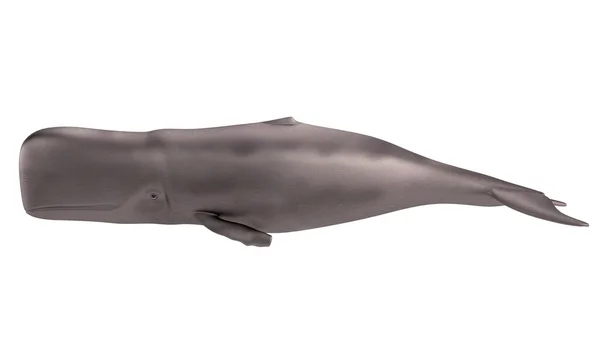Ρεαλιστική 3d καθιστούν φάλαινας — Φωτογραφία Αρχείου