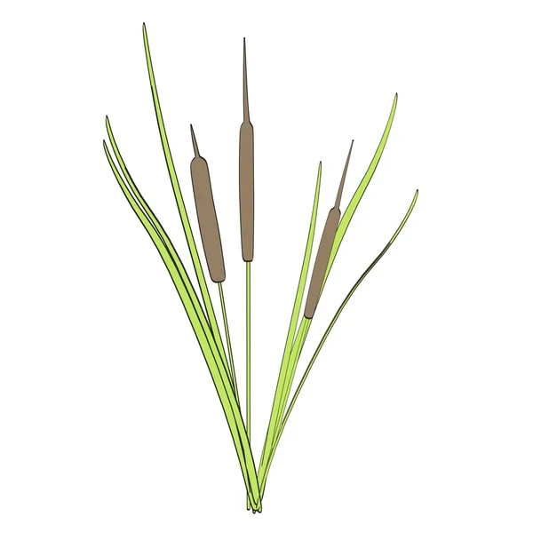 Cartoon image of reed mace — Stock Photo, Image