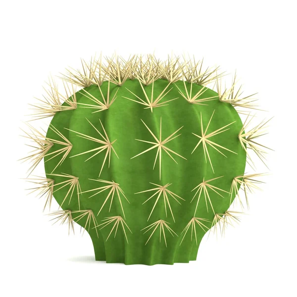 Реалистичный 3D рендеринг кактуса — стоковое фото