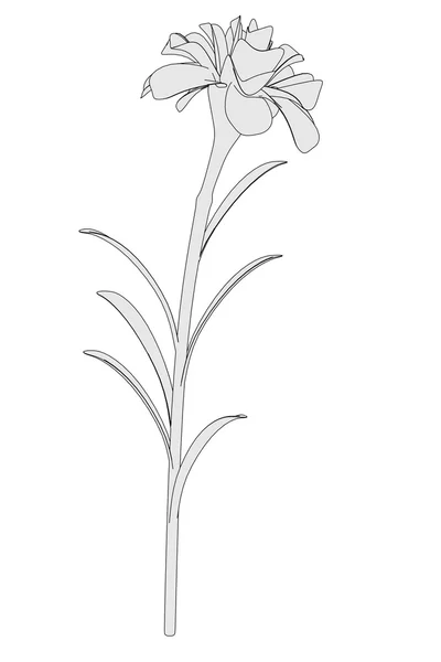 Kreslený obrázek květ karafiátu — Stock fotografie