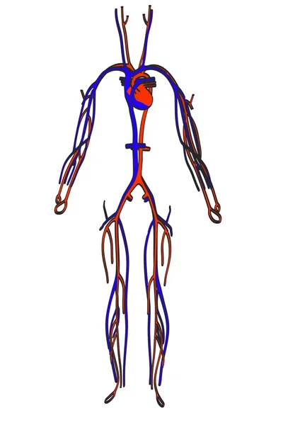 Imagen de dibujos animados del sistema circulatorio — Foto de Stock