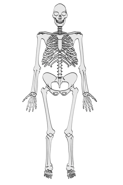 Tecknad bild av homo erectus — Stockfoto