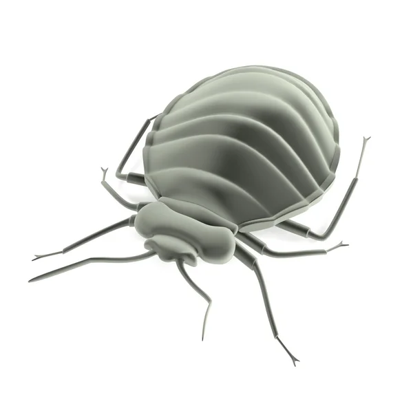 Realistic 3d render of bedbug — Stock Photo, Image