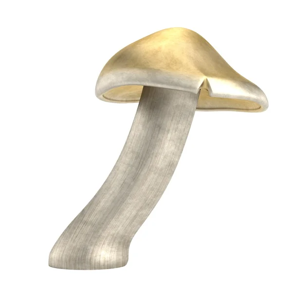 Realistic 3d render of mushroom — Stock Photo, Image