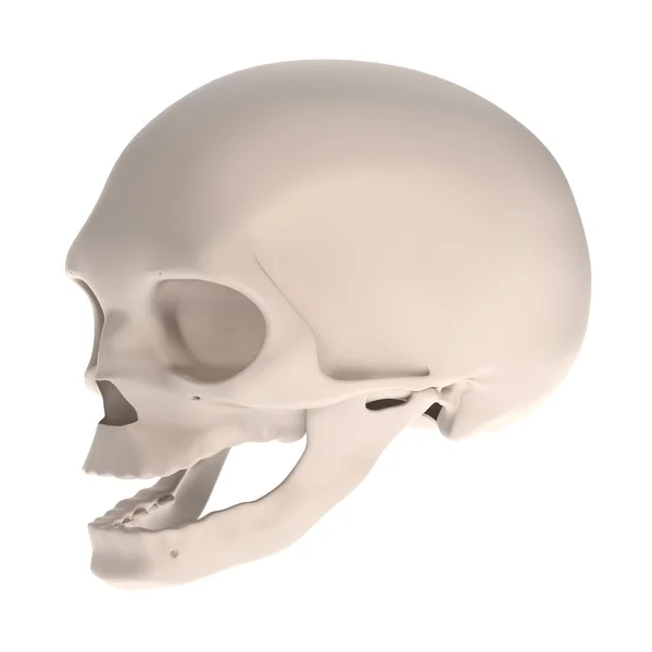 Realistische 3d render van foetus schedel — Stockfoto