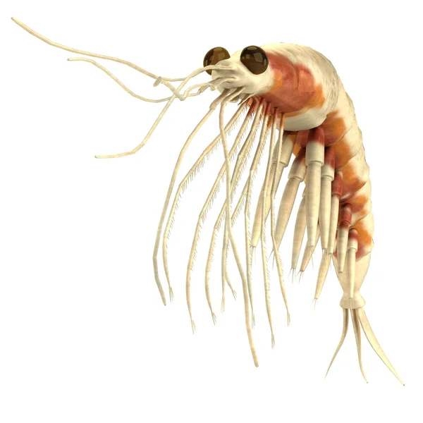 Realistisk 3d render av kräftdjur - krill — Stockfoto