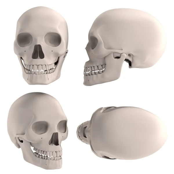 Realistic 3d render of male skull — Stock Photo, Image