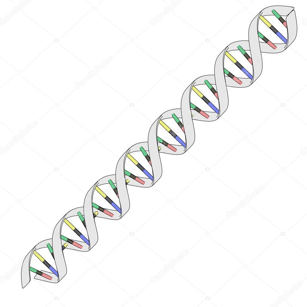 Cartoon image of DNA structure