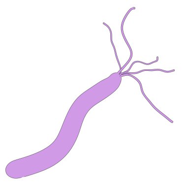helicobacter pylori çizgi film resim
