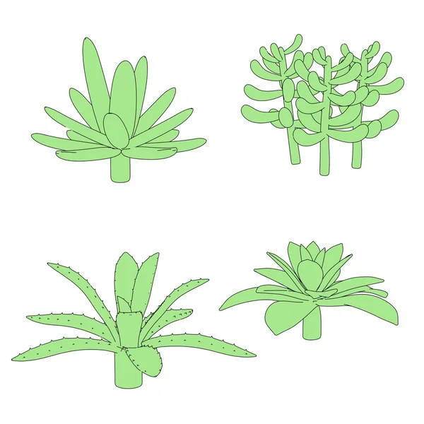 Карикатурное изображение суккулентных растений — стоковое фото
