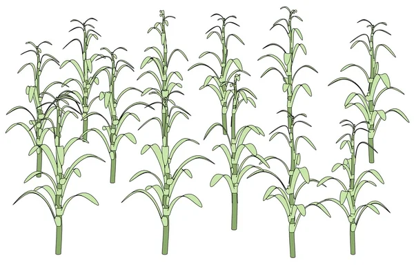 옥수수 줄기의 만화 이미지 — 스톡 사진