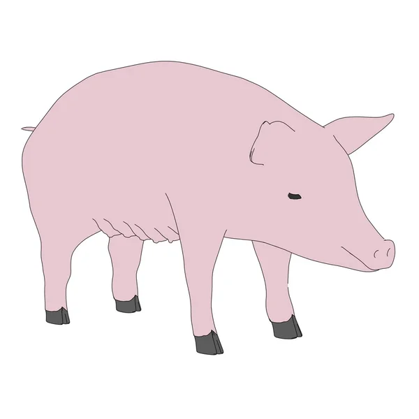 Cartoon illustration of female pig — Stock Photo, Image