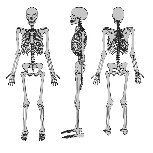 Skeleton turnaround — Stock Photo © fabian19 #26833035