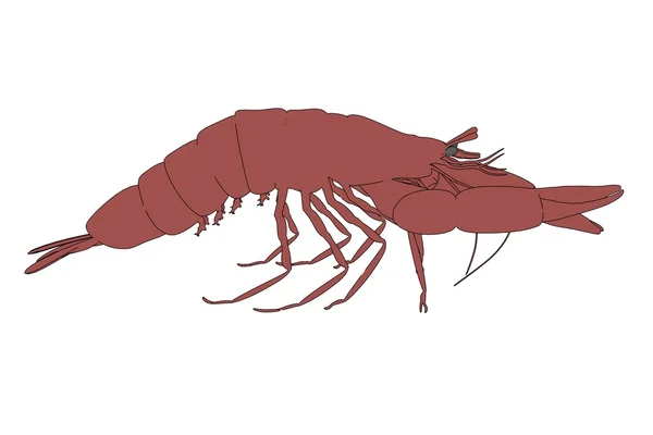 Kreskówka obraz zwierzęcia homara — Zdjęcie stockowe