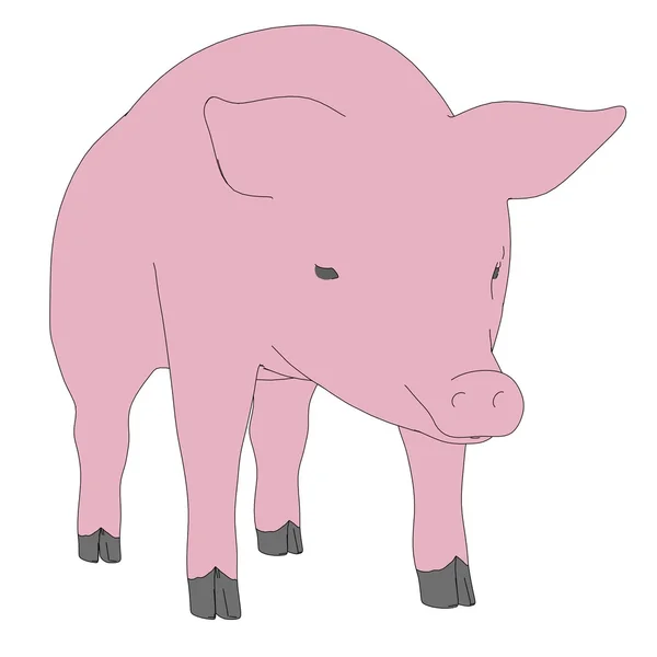 Cartoon image of male pig — Stock Photo, Image