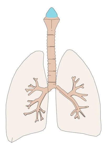 Imagen de dibujos animados de los pulmones humanos —  Fotos de Stock