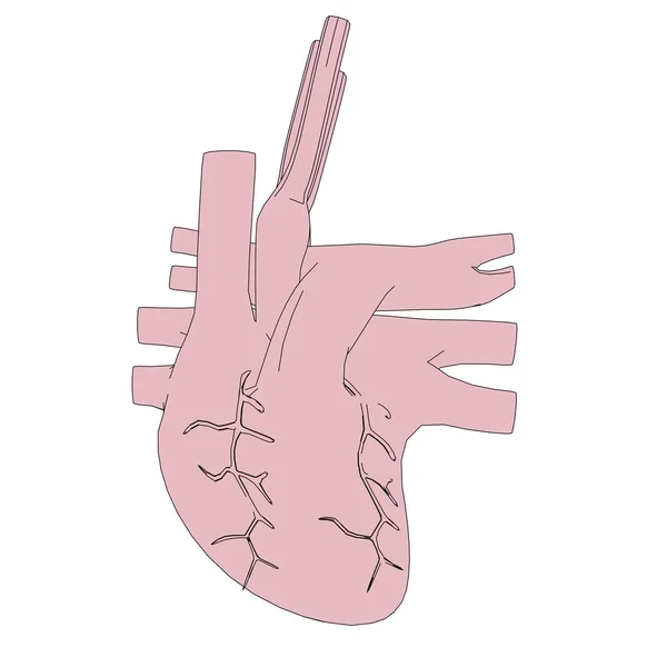 Imagen de dibujos animados del corazón humano — Foto de Stock