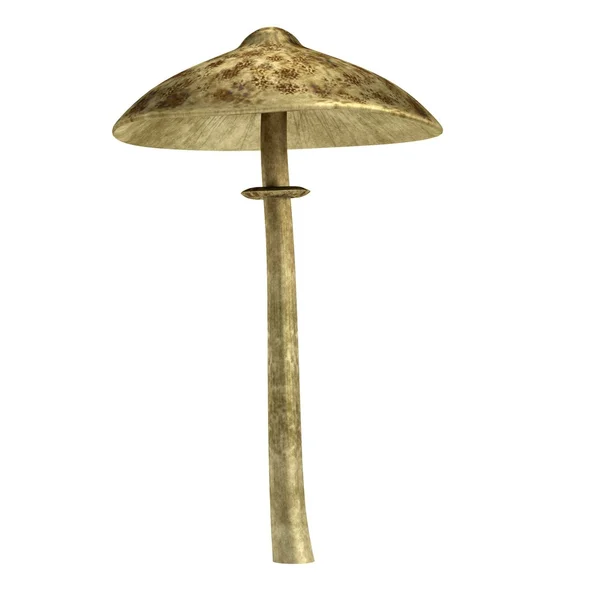 Realista 3D Render of Mushroom — Foto de Stock