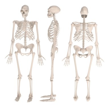 homo erectus gerçekçi 3d render