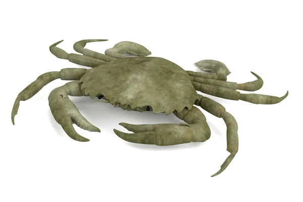 Realistic 3d render of crustacean - liocarnicus vernalis — Stock Photo, Image