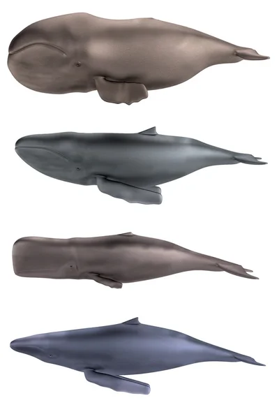 Реалистичный 3D рендеринг китов — стоковое фото