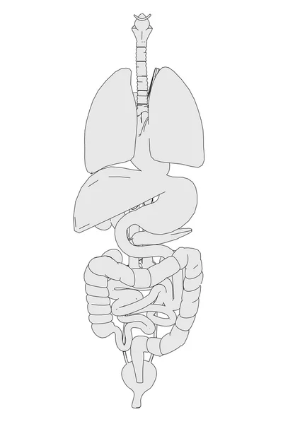 Immagine cartone animato di organi umani — Foto Stock