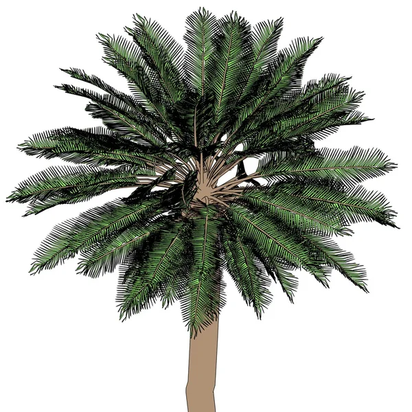 Desenhos animados de palmeira — Fotografia de Stock