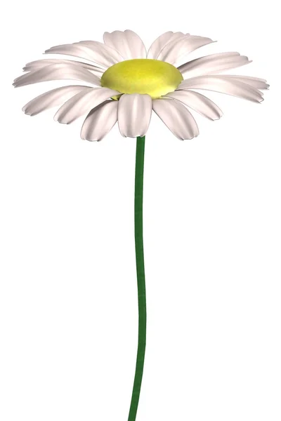Realistisk 3d render av daisy — Stockfoto