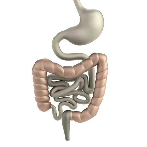 Realistische 3D-Darstellung des Verdauungssystems — Stockfoto
