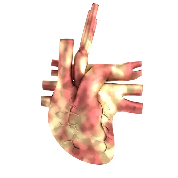 Rendering realistico 3d del cuore — Foto Stock