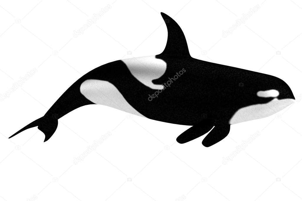 Realistic 3d render of orca