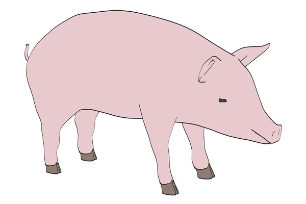 Imagen de dibujos animados de cerdo animal — Foto de Stock