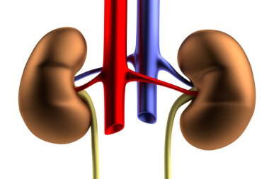 böbrekler gerçekçi 3d render