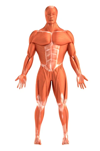 Rendu 3d réaliste des muscles — Photo