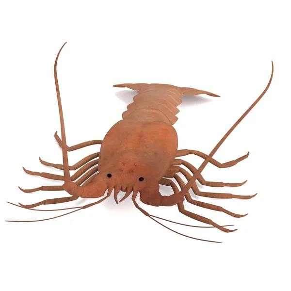 Rendu 3d réaliste de crustacés - homard épineux — Photo