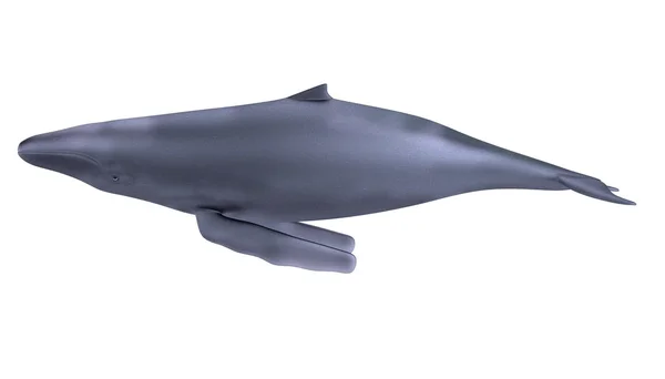 Realistic 3d render of whale — Stock Photo, Image