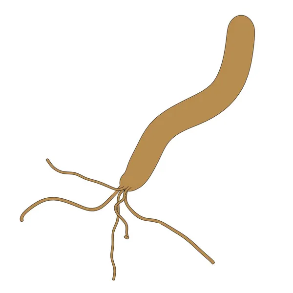 Kreslený obrázek helicobacter pylori — Stock fotografie